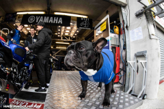 PITWALK-4